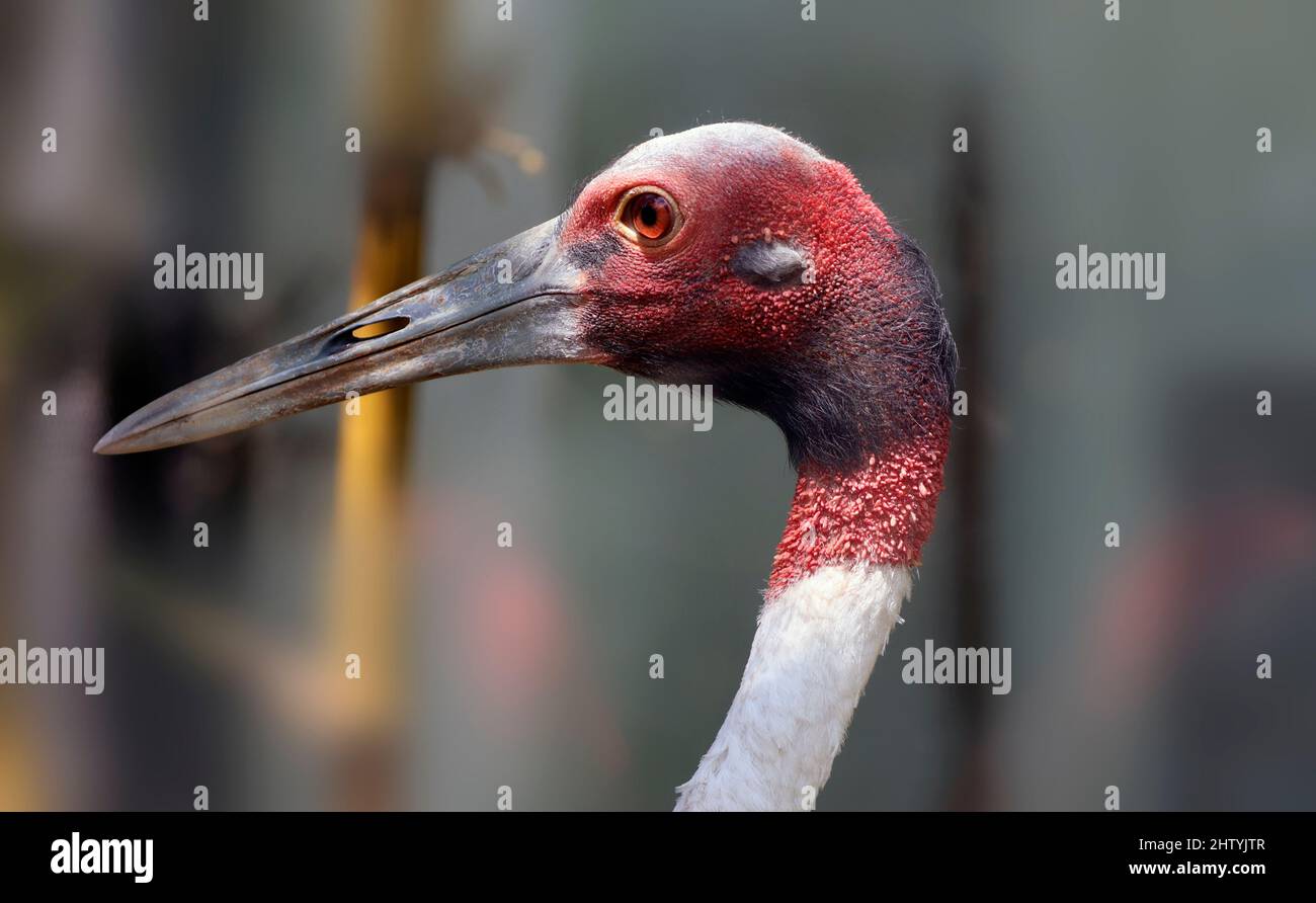 Indian Sarus Crane Hals und Kopf großen Schnabel. Mit verschwommenem Hintergrund Stockfoto