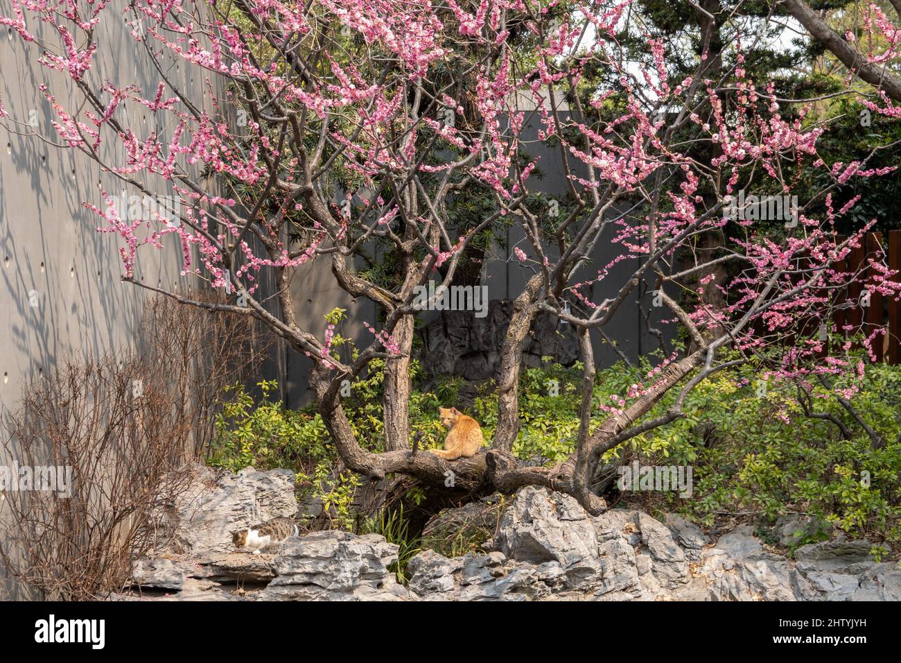 Shanghai, Shanghai, China. 3. März 2022. Am 1. März 2022 könnte Shanghai in naher Zukunft in den Frühling eintreten. Im Jing'an Sculpture Park sind viele Sorten Pflaumenblüten in voller Blüte. Mittags sonnen sich ein paar Katzen faul in der Sonne. Bürger und Touristen können Pflaumen und Katzen zu schätzen wissen., Frühling ist voller Gärten, und die Landschaft ist charmant. (Bild: © SIPA Asia via ZUMA Press Wire) Bild: ZUMA Press, Inc./Alamy Live News Stockfoto
