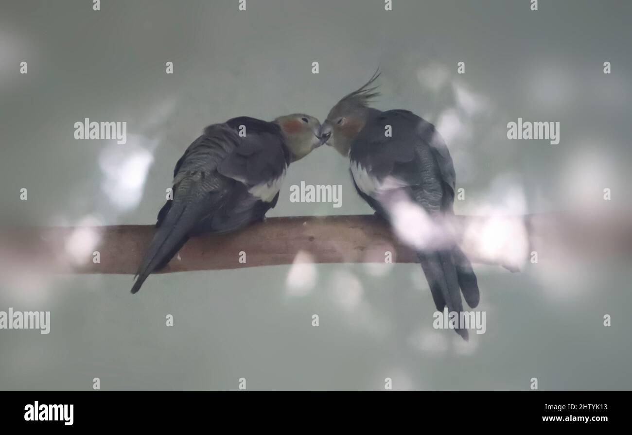 Sittichvögel-Paare sitzen auf einem Ast. Mit unscharfem Hintergrund Stockfoto