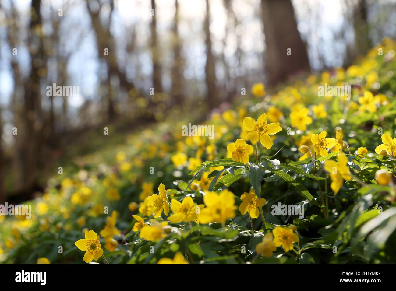 Defokussieren Blick auf Frühlingsblumen in einem Wald, gelbe Anemone Butterblume im Sonnenlicht. Hintergrund mit lebendigen Farben der Fee Natur Stockfoto