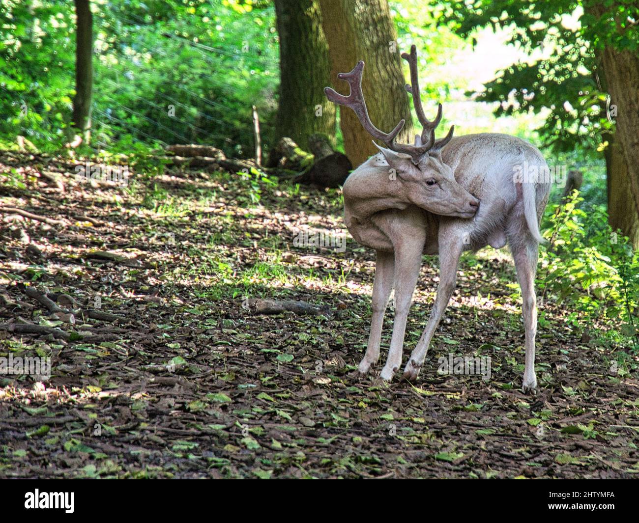 Weiße Hirsche in einem Laubwald isoliert. Tieraufnahme des Säugetiers. Entspannt und schön Stockfoto