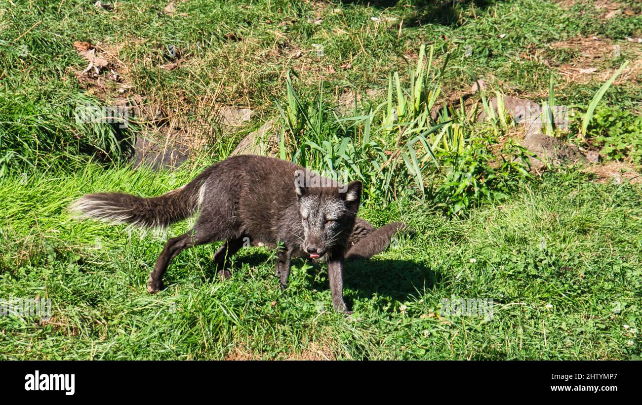 Schwarzer Fuchs in Nahaufnahme, der den Betrachter anschaut. Das Tier hat keine Angst und sieht interessiert aus. Tieraufnahme des Sägetieres Stockfoto