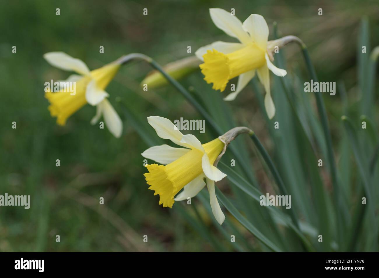 Blüten des wilden Narzissen Narcissus pseudonarcissus Stockfoto