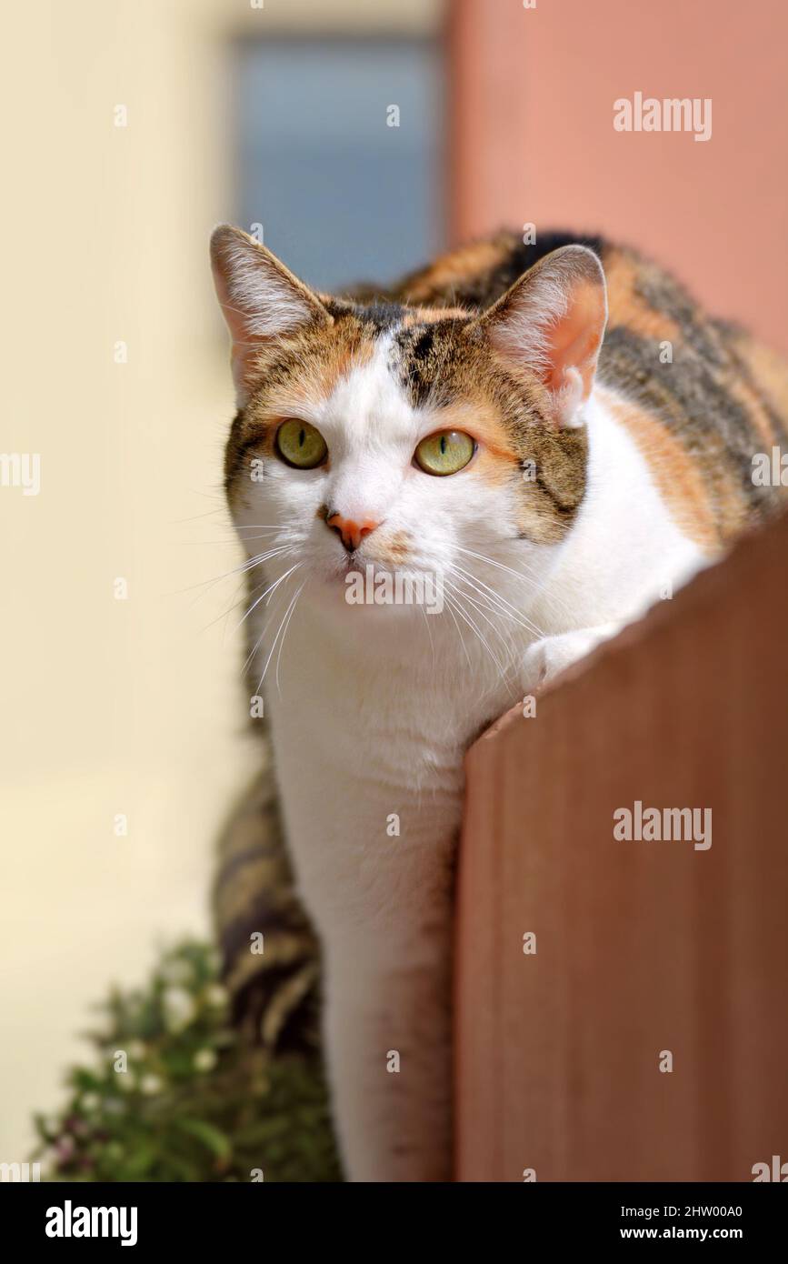 Eauropean Kurzhaar Calico Katze mit grünen Augen Stockfoto