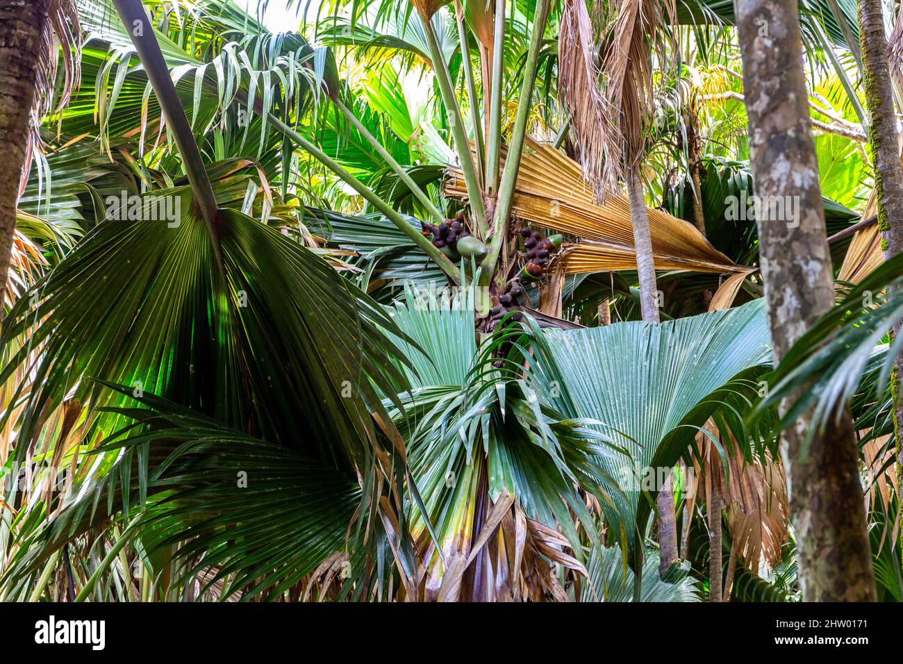 Coco de mer (Lodoicea maldivica), weibliche Früchte mit großen Palmenblättern, endemische Arten auf der Praslin-Insel, Vallee de Mai National Reser Stockfoto