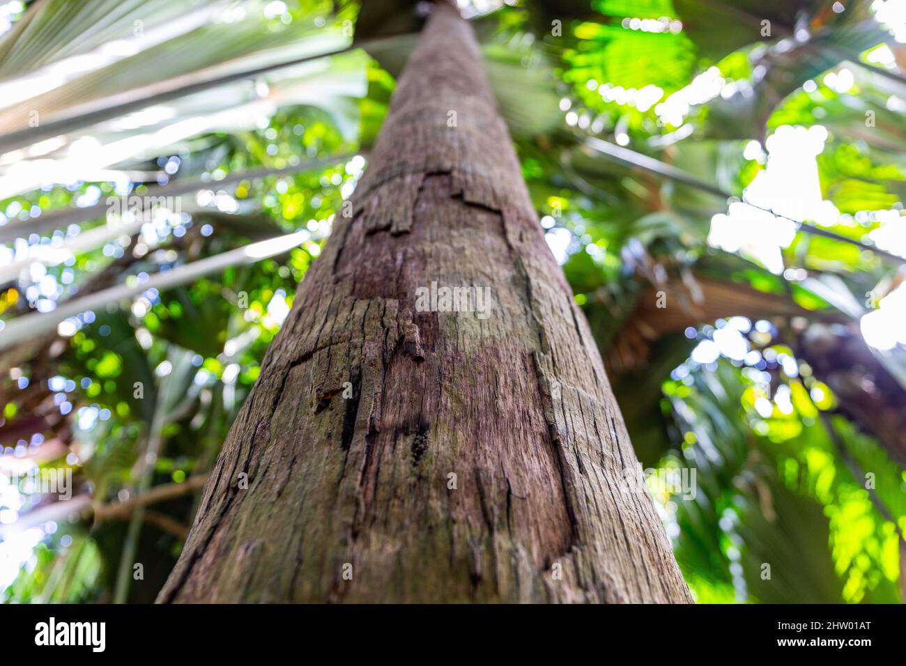Höchster Baumstamm von Coco de mer (Lodoicea maldivica), niedrige Ansicht, Nahaufnahme der Rinde, endemische Arten auf der Insel Praslin, Vallee de Mai National Reservation Stockfoto