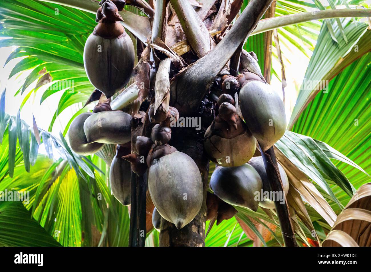 Coco de mer (Lodoicea maldivica) weibliche Früchte Cluster mit den größten Nüssen der Welt im Inneren, endemische Arten auf Praslin Island, Vallee de Mai Nation Stockfoto