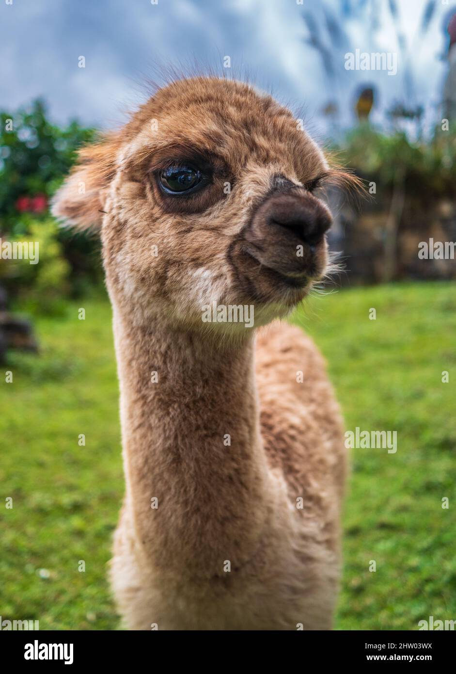 Ein neugieriger Alpaka, der für ein Foto posiert Stockfoto