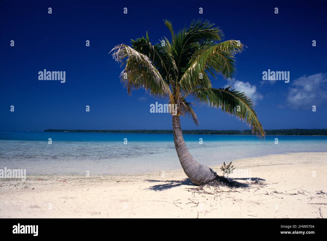 Cook-Inseln. Einone Kokospalme am weißen Sandstrand. Stockfoto