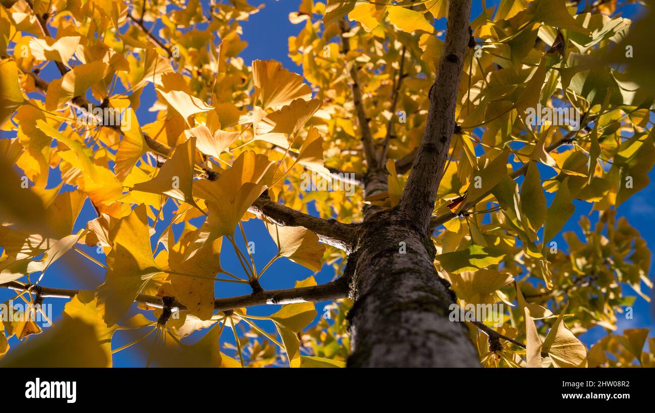 Nahaufnahme der gelben Ginkgo Biloba Blätter. Frischer und lebendiger Abschied vom Yin Xing Baum. Natürliches Laub Hintergrund. Der in China heimische Maidenhair-Baum hat Stockfoto