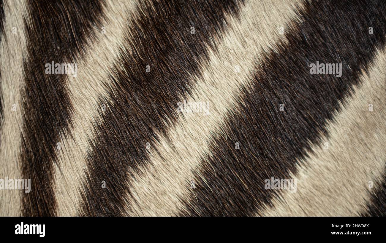 Tierische Haare aus Fell afrikanischen Zebra Leder Textur Hintergrund. Abstrakte, natürliche, weiße und schwarze gestreifte Haut Stockfoto