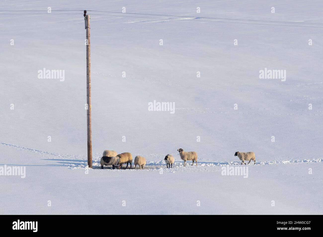 Eine kleine Herde von Schafen im Schnee, die sich um eine Wanne mit Salz-Lick am Fuße eines Strompoles versammelt Stockfoto