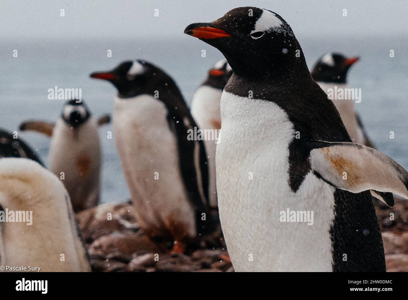 Antarktis Stockfoto