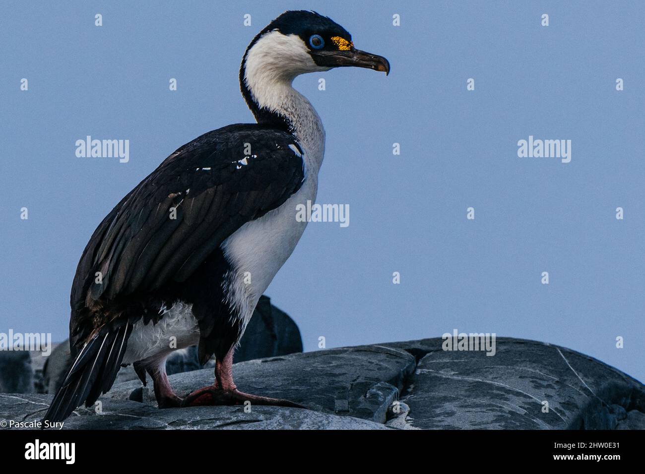 Antarktis Stockfoto