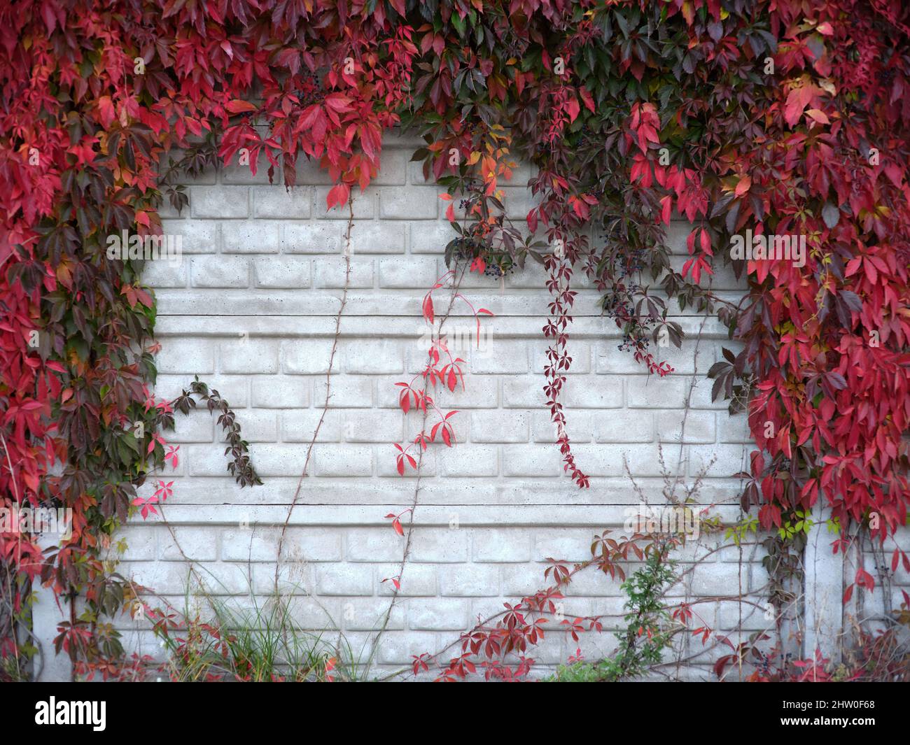 Ziegelmauer mit mehreren Kletterpflanzen darauf im Herbst Stockfoto