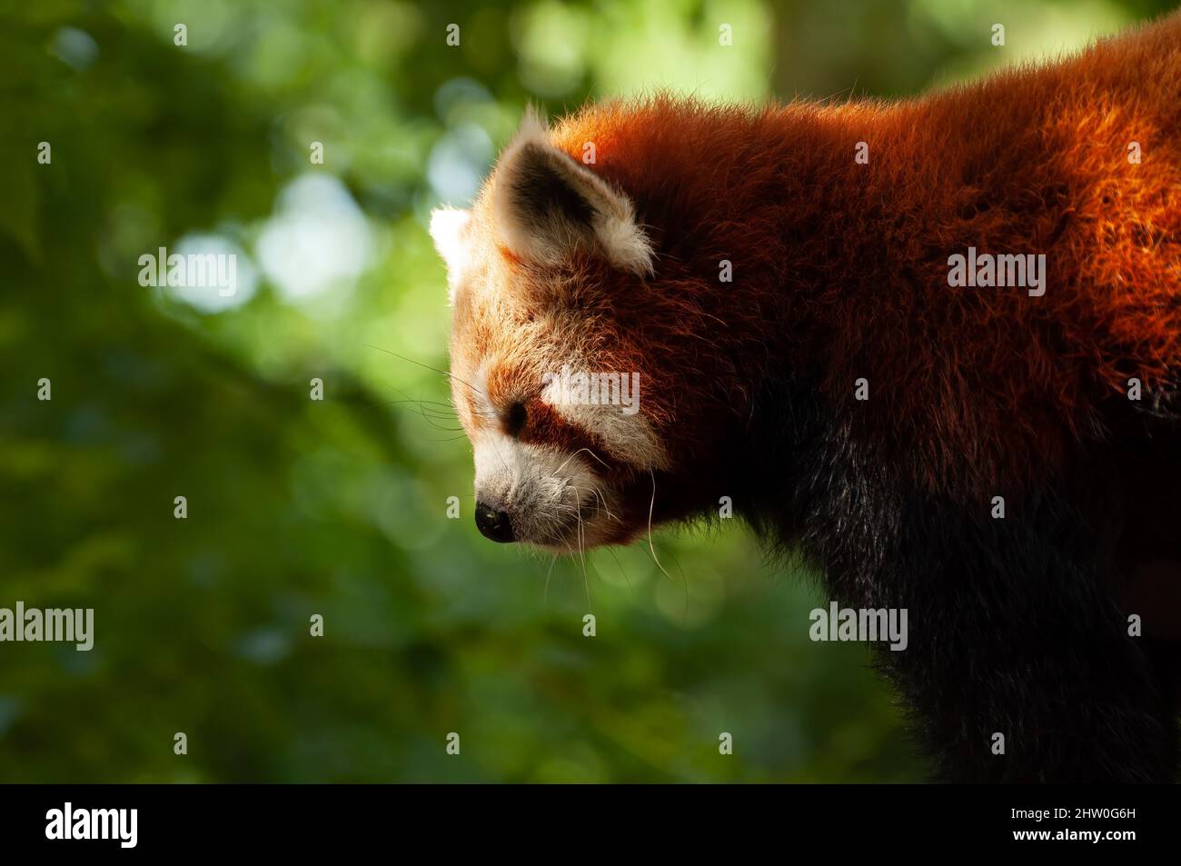 Red Panda, Ailurus fulgens, mit grünem Bokeh-Hintergrund nach links schauend Stockfoto
