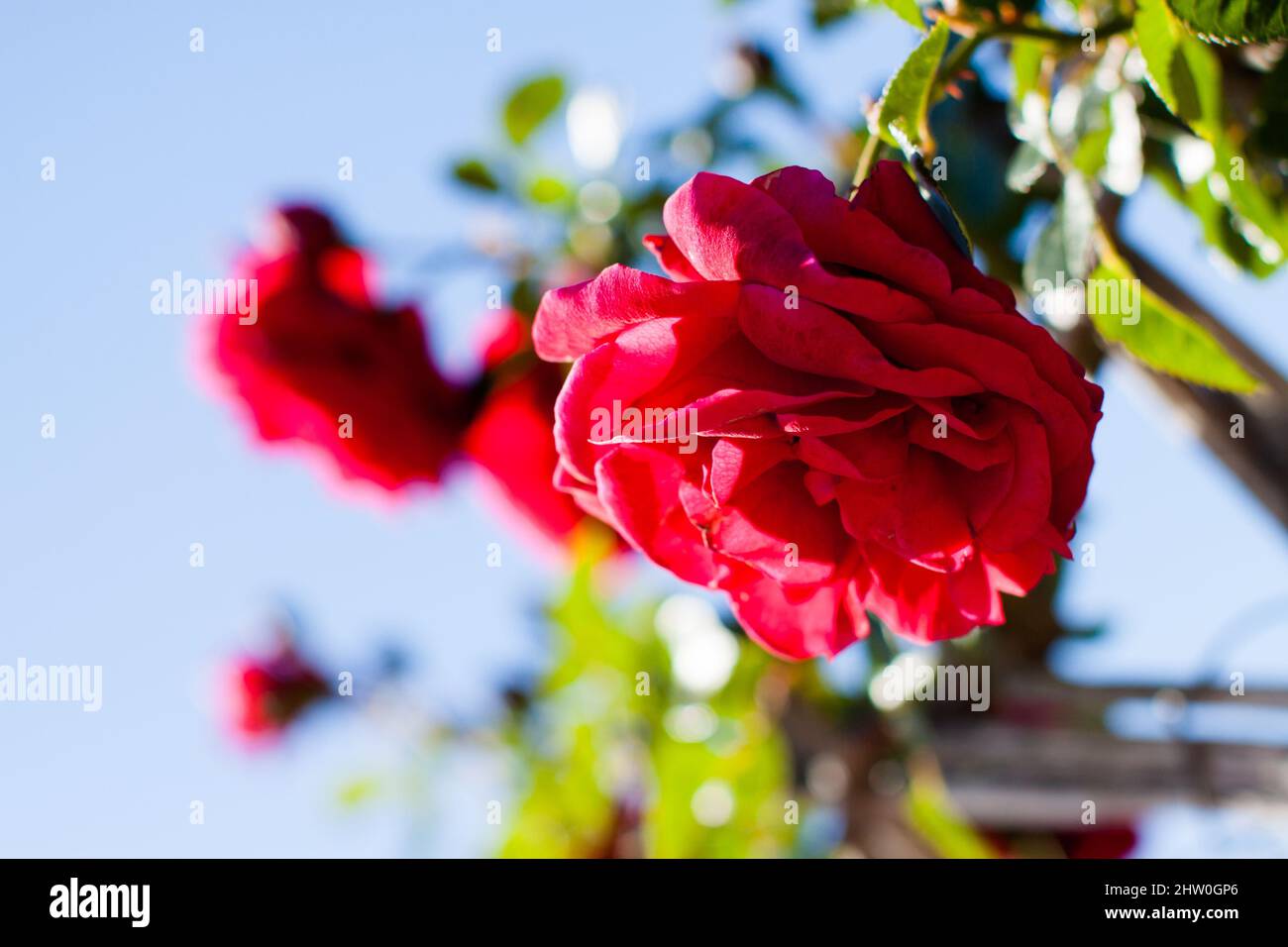 Blühende rote Rosenblütenknospen im Garten Stockfoto