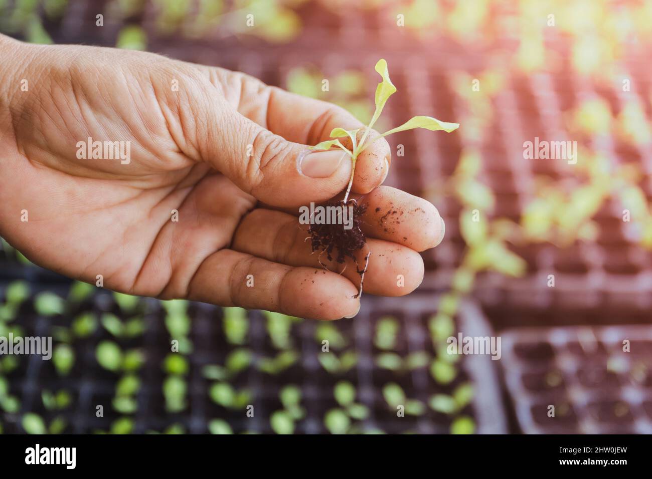 Nahaufnahme der Hand des Bauern, der im Garten Mikrogrünsprossen hält. Stockfoto