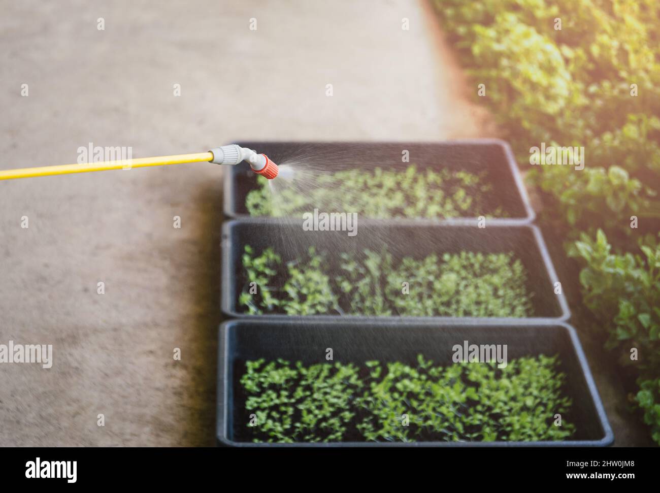 Landwirt wässern Baby grünen Sprossen in Kindergarten Tablett Stockfoto
