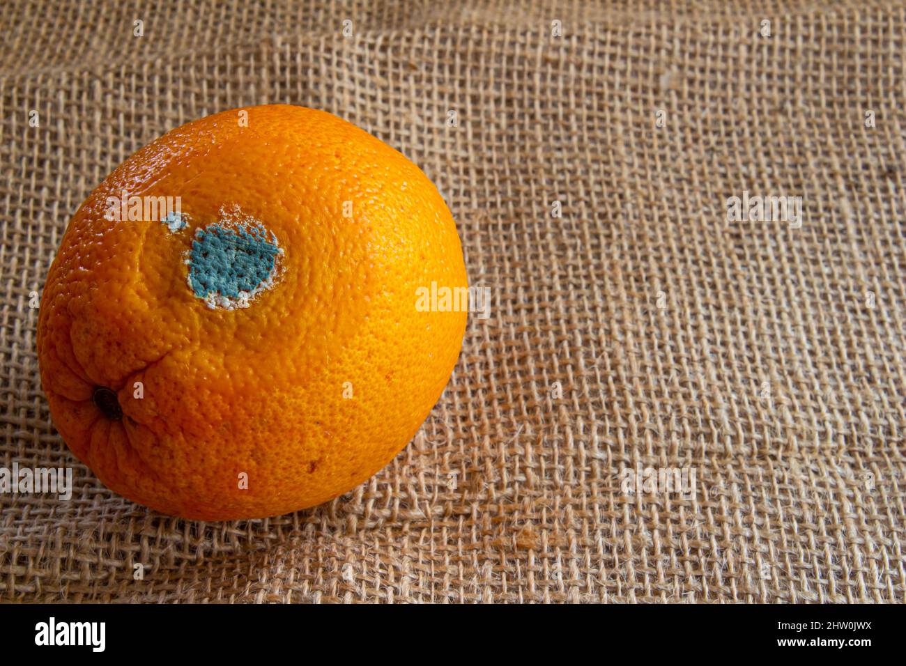 Schimmelige Orangenfrüchte aus nächster Nähe. Verfaulte Orange. Konzept der Lebensmittelverschwendung. Mit Schimmel bedeckte Früchte. Stockfoto