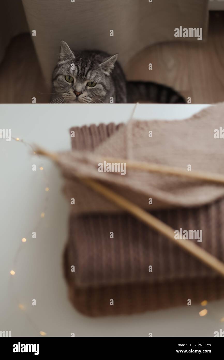 Gemütliche Atmosphäre mit einer schottischen geraden Katze mit lustig aussehenden. Katzenporträt. Niedliche Katze Innenaufnahmen Stockfoto
