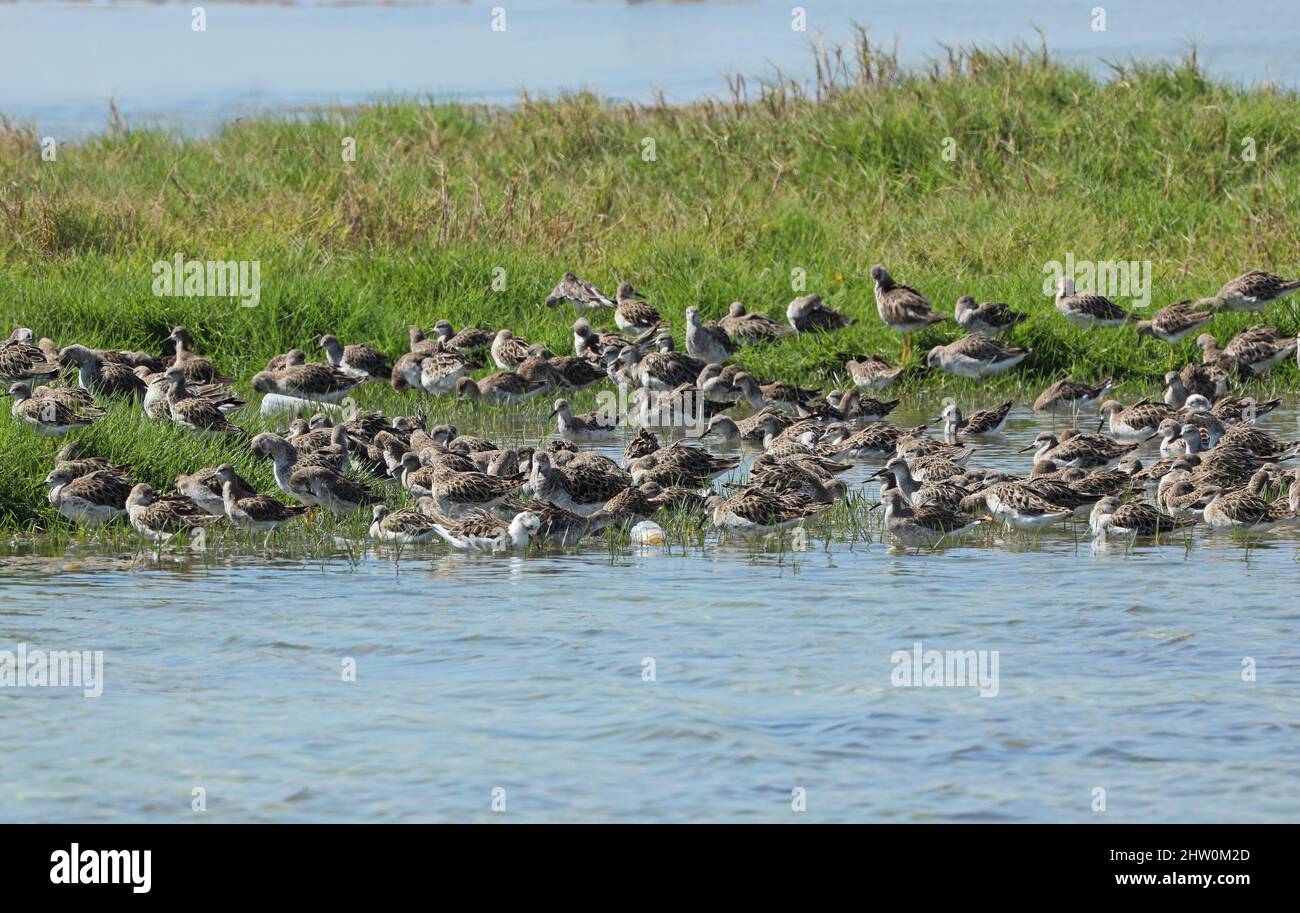 Ruff (Calidris pugnax) großes Zimmer auf der grasbewachsenen Insel Oman Dezember Stockfoto