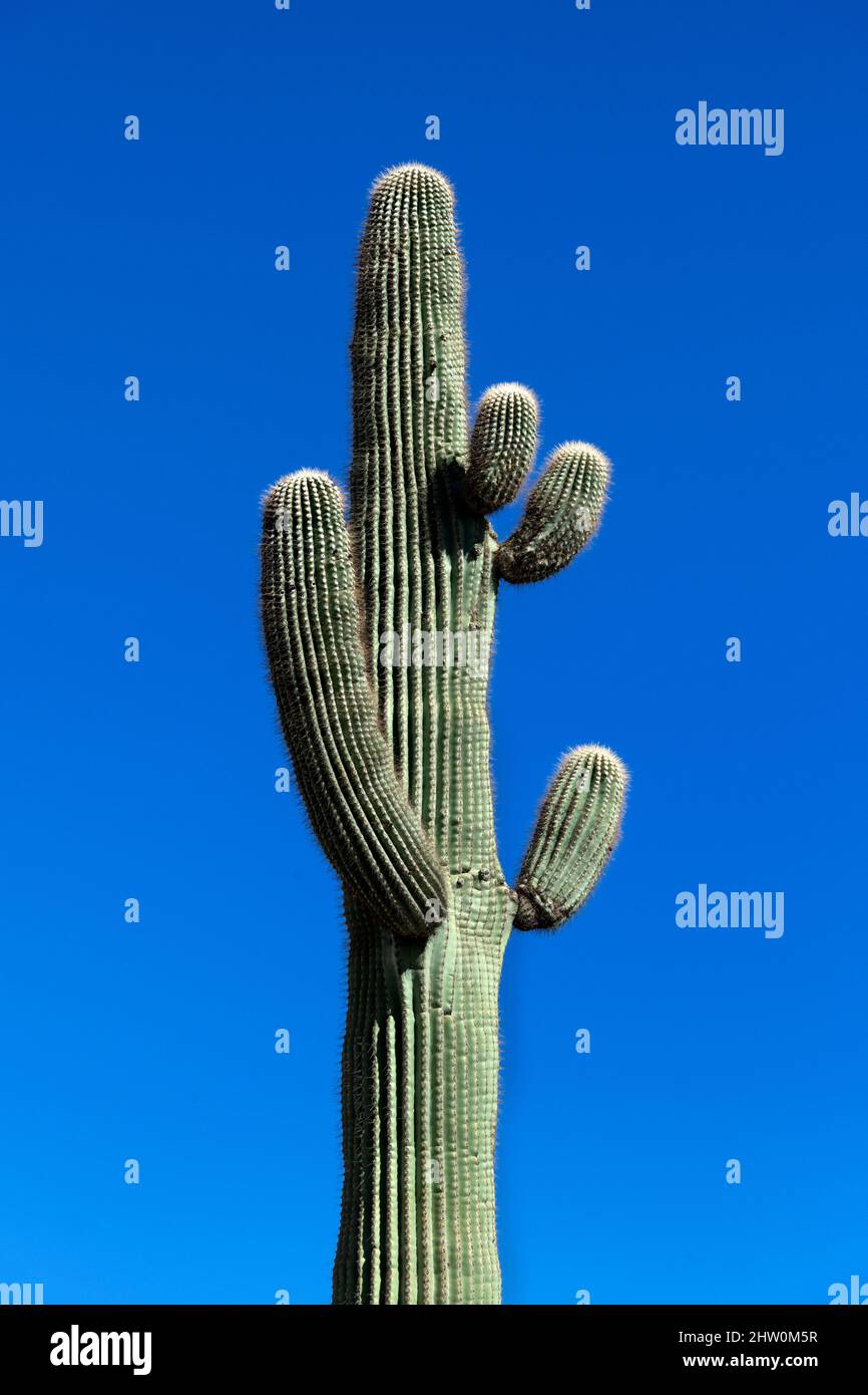 Saguaro Cactus, Arizona, USA. Stockfoto