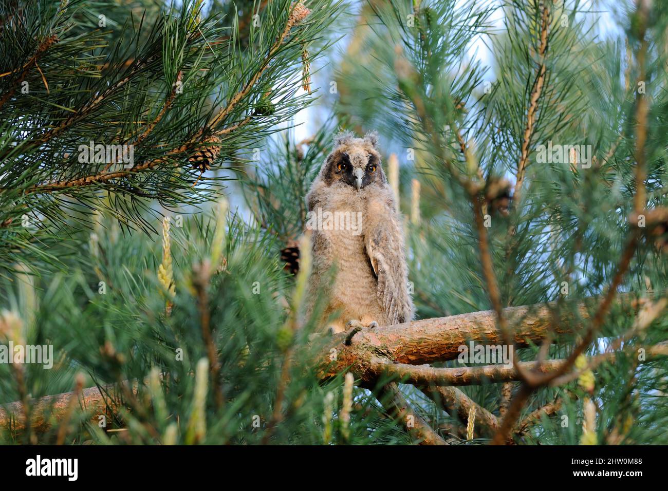 Langohrige Eule, junger Vogel, der regungslos auf einem Zweig zwischen den Nadeln sitzt. Gattung ASIO otus. Stockfoto