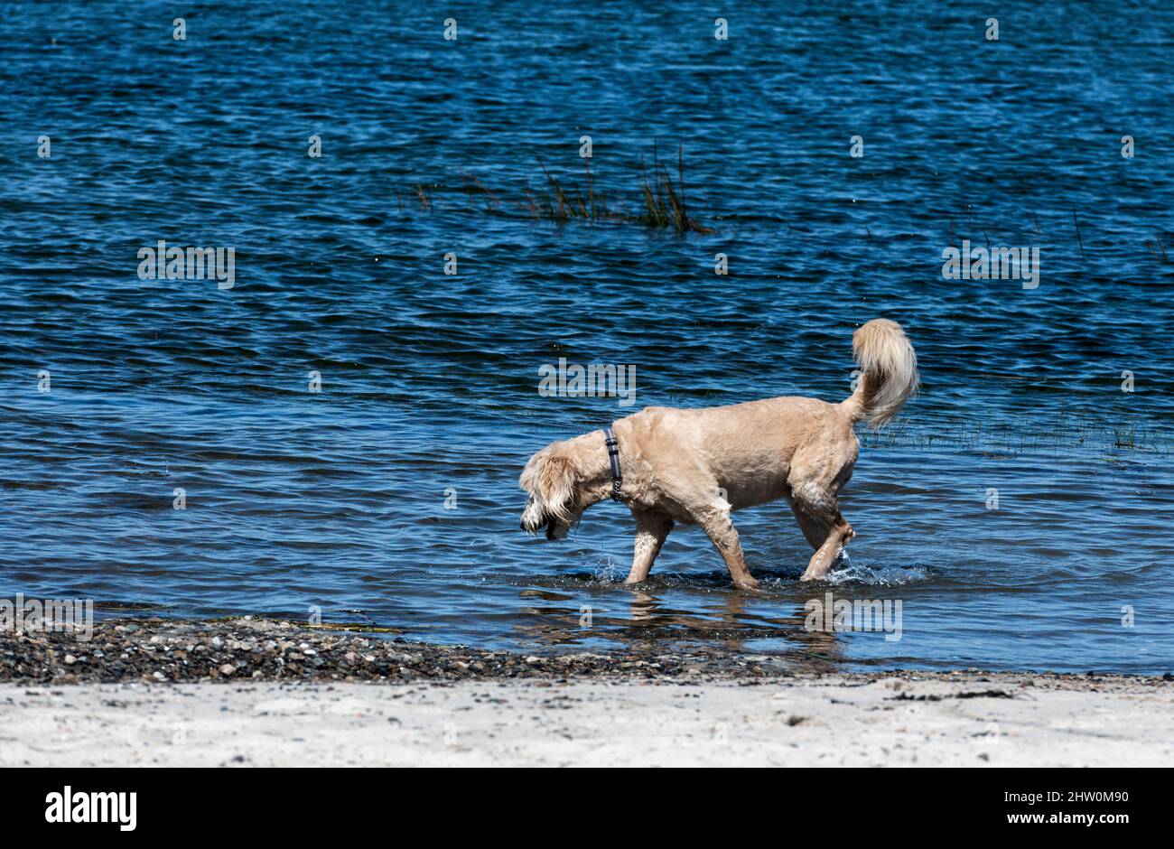 Hund genießt einen spielerischen Spaziergang am Strand. Stockfoto