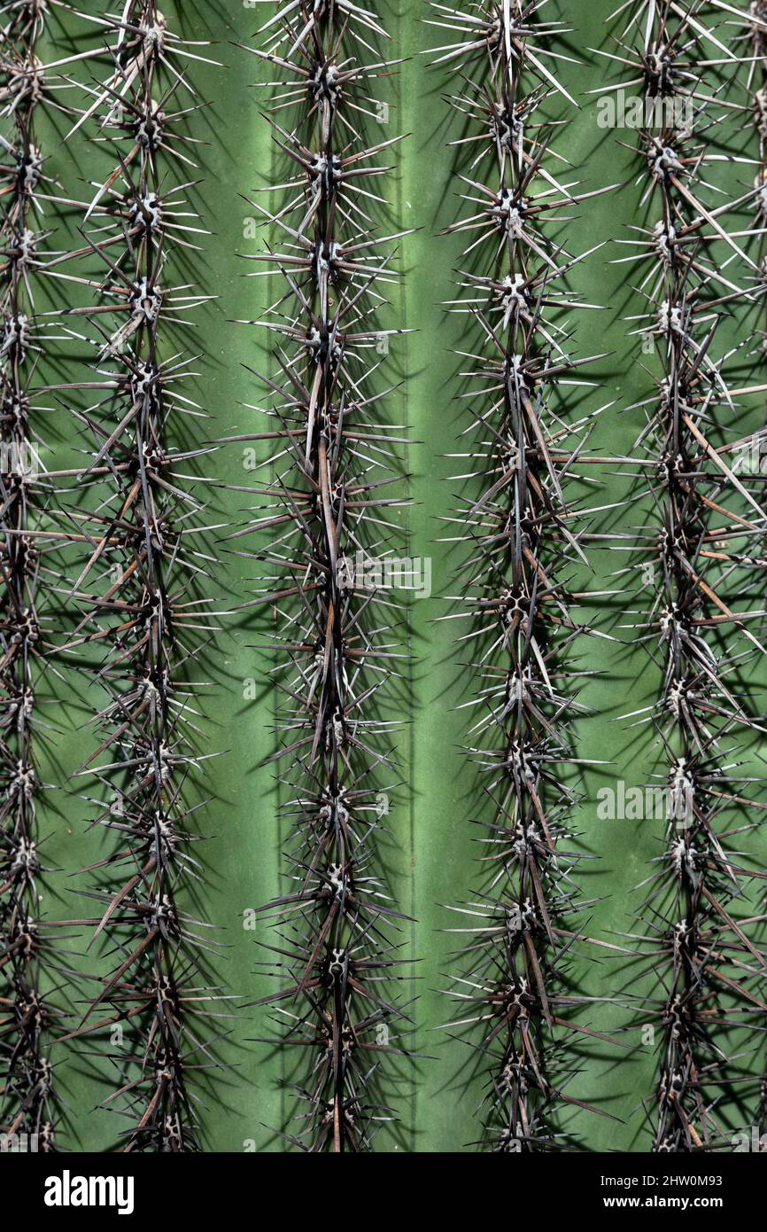 Saguaro Kaktusdetail, Arizona, USA. Stockfoto