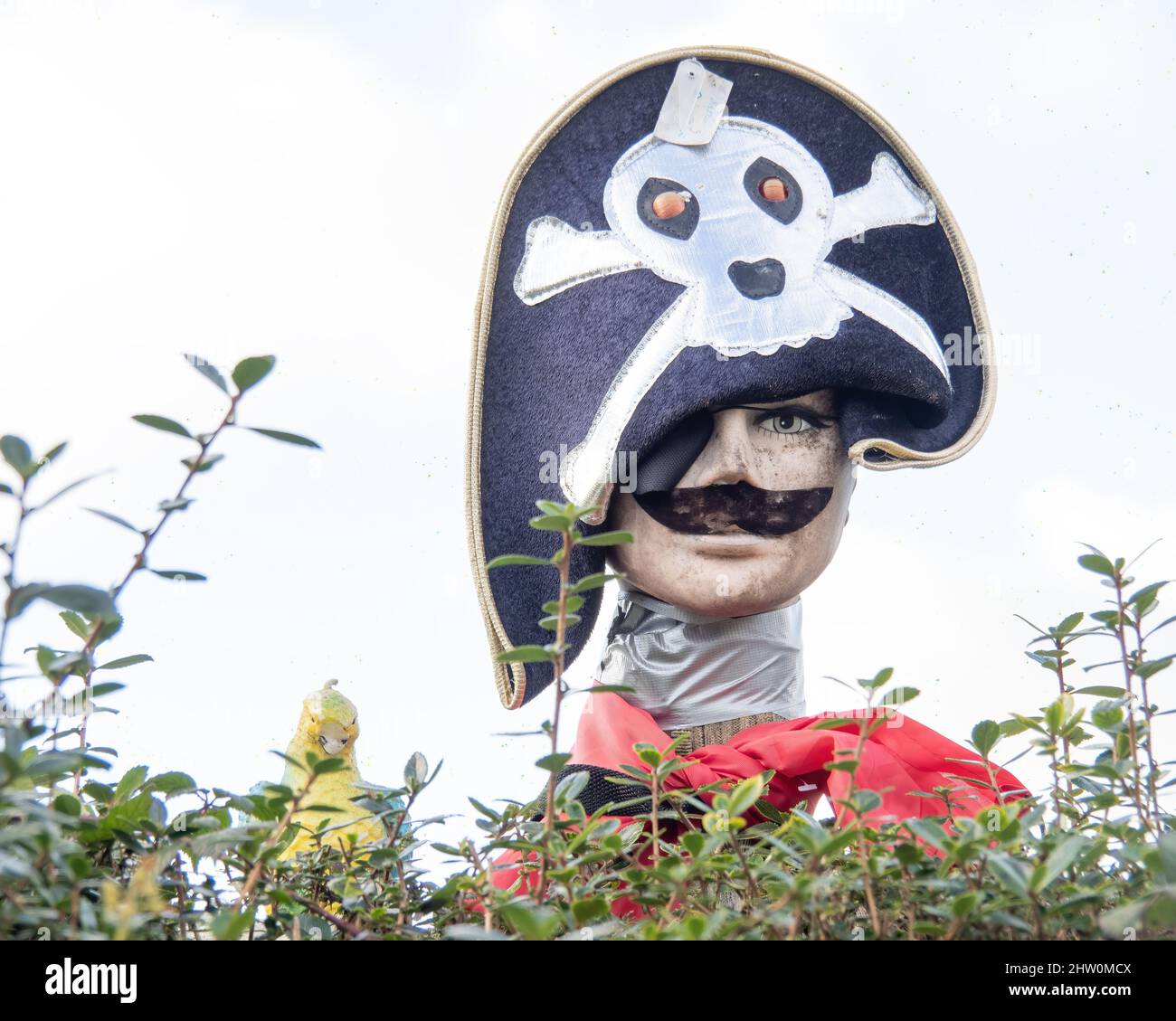 Lustige Piratenmannikin, Schaufensterpuppe hinter Hecke. Stockfoto