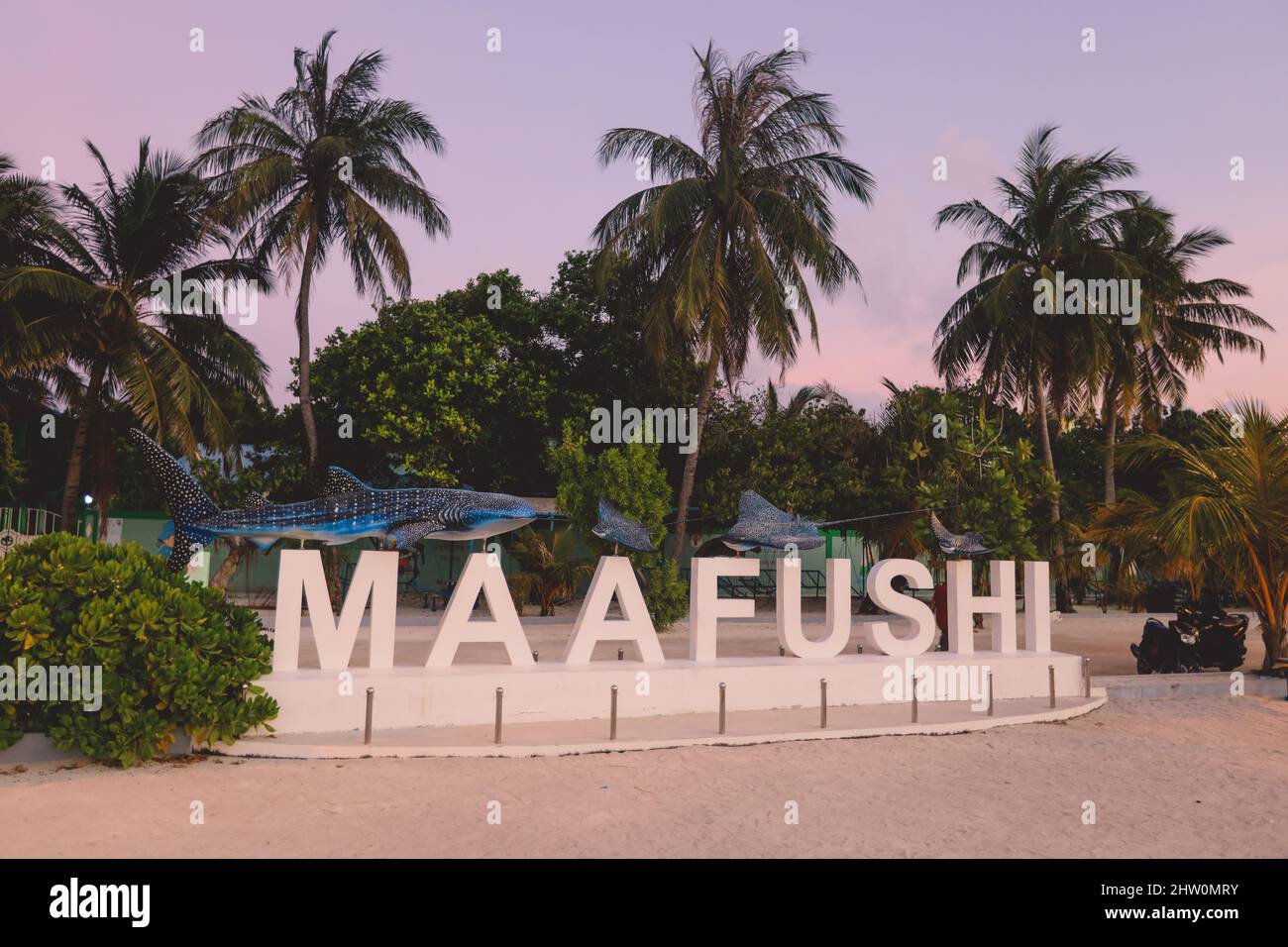 White Stone Letters für die Bezeichnung der Maafushi-Insel mit schönen Palmen während der Sonnenuntergangszeit, Malediven Stockfoto