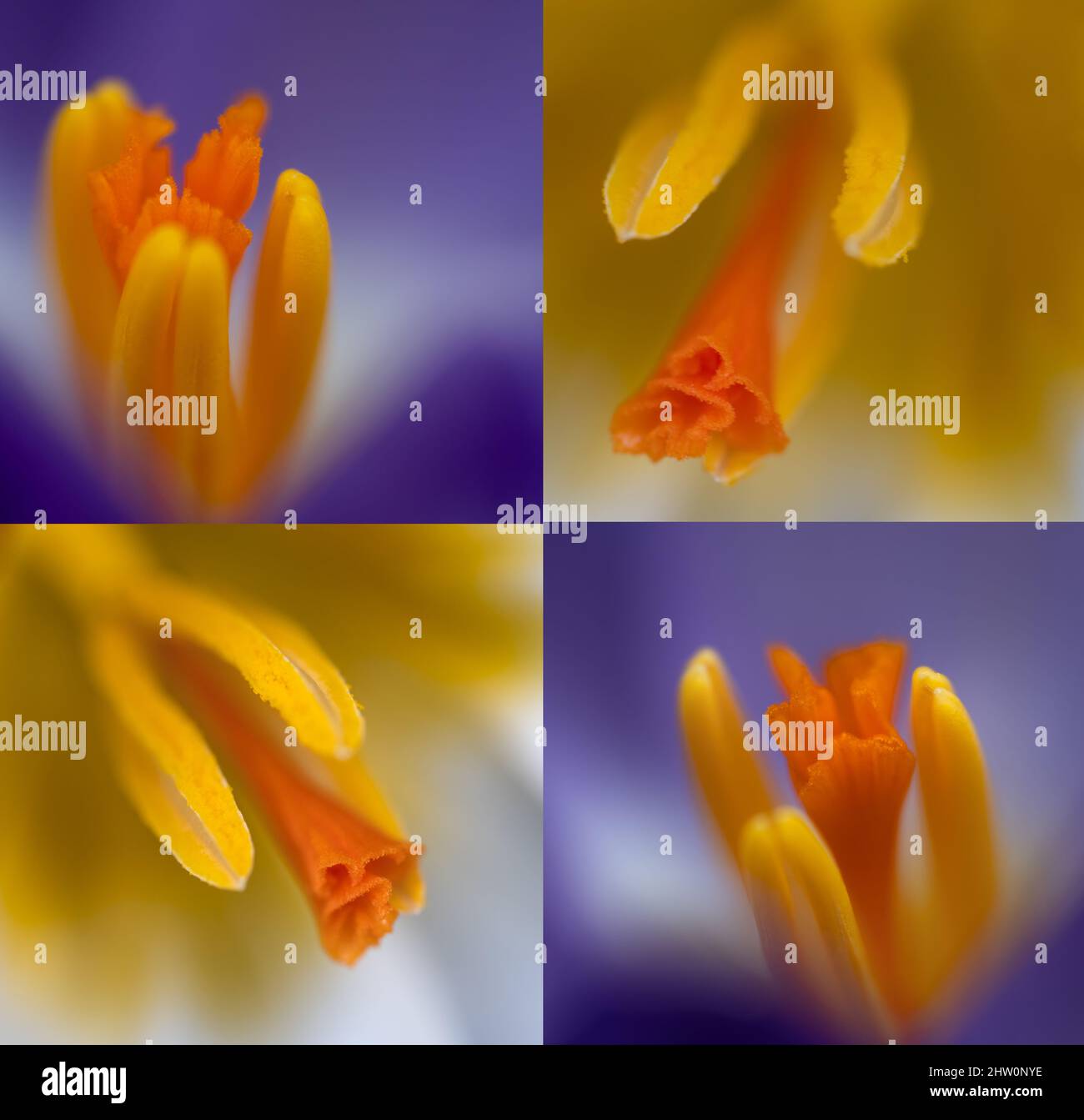 Abstraktes Nahaufgehäuz von Krokusblüten, Staubgefäßen, Pollen. Zusammengesetztes Bild. Stockfoto