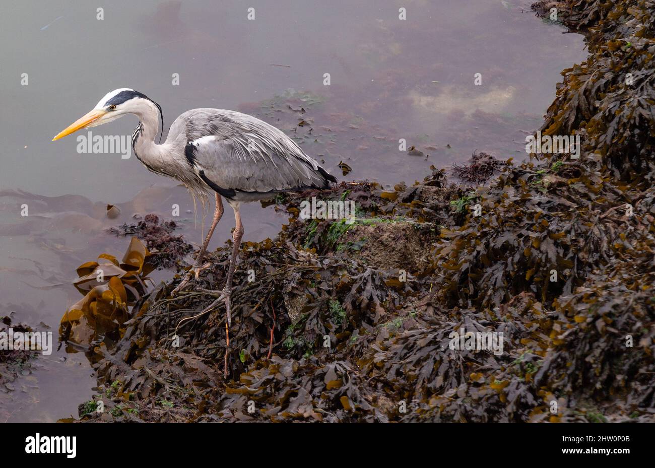 Graureiher Ardea cinerea auf der Jagd auf Unkrautbedecktem Vorland Stockfoto