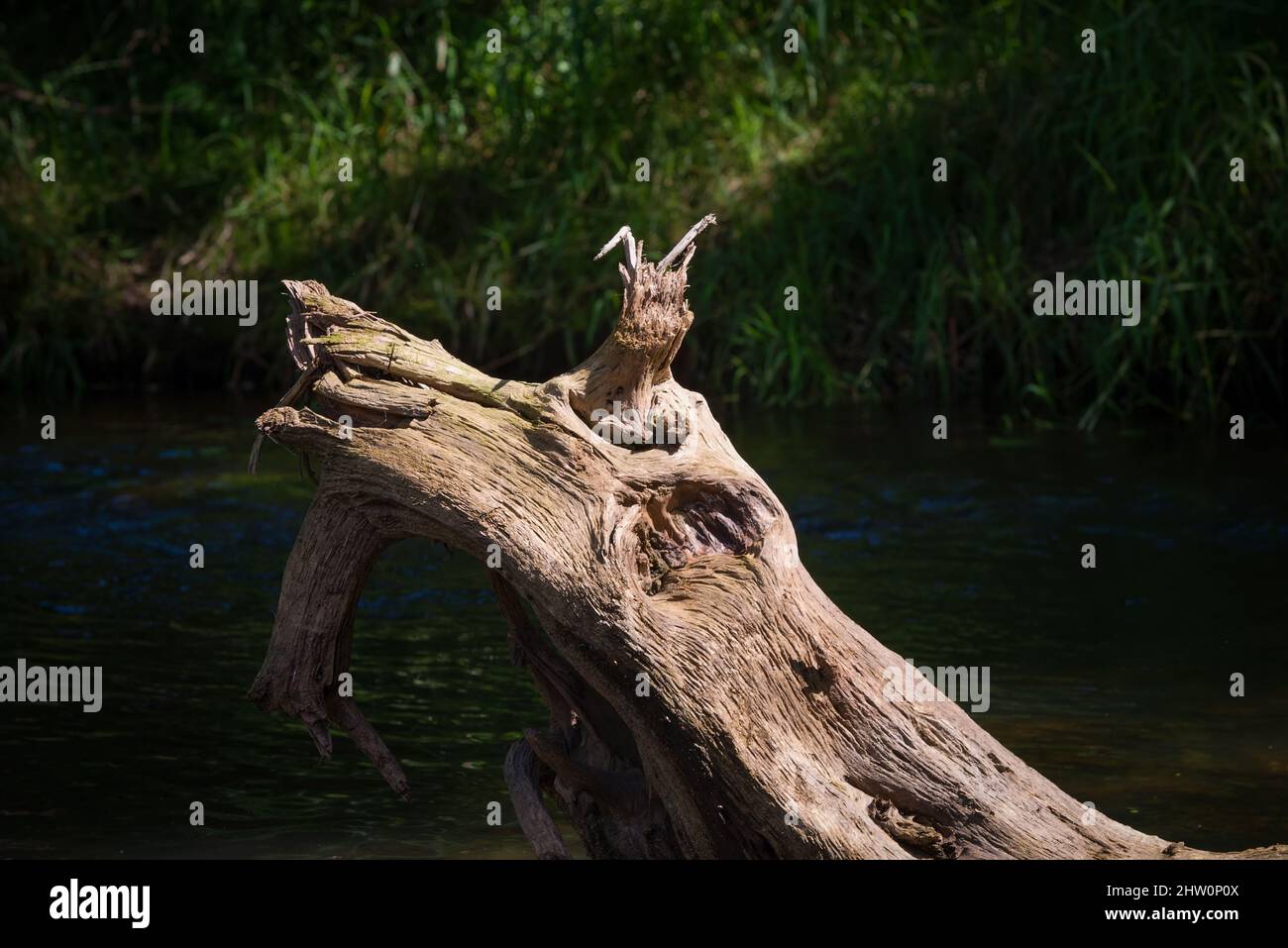 Ein Haken wie eine Schlange mit einer Krone guckt aus dem Waldfluss Stockfoto