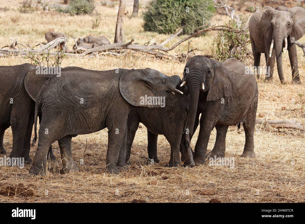 Afrikanische Elefanten interagieren, Loxodanta africana, Pflanzenfresser, größte Landsäuger, muskulöser Stamm, Stoßzähne, große Ohren, Tierwelt, Tiere, Tarangire Na Stockfoto