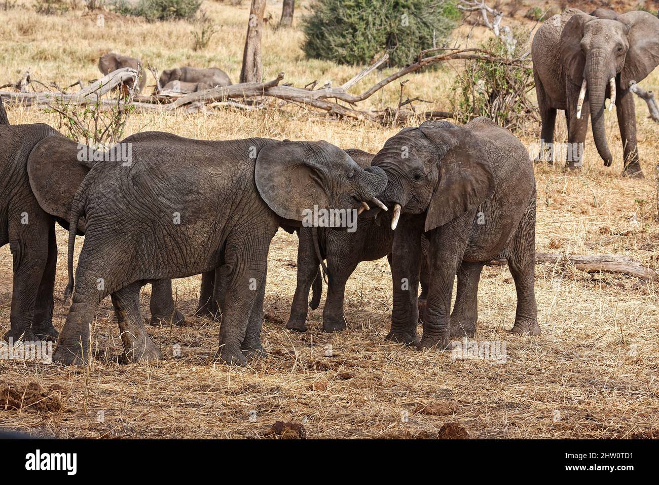 Afrikanische Elefanten interagieren, Loxodanta africana, Pflanzenfresser, größte Landsäuger, muskulöser Stamm, Stoßzähne, große Ohren, Tierwelt, Tiere, Tarangire Na Stockfoto