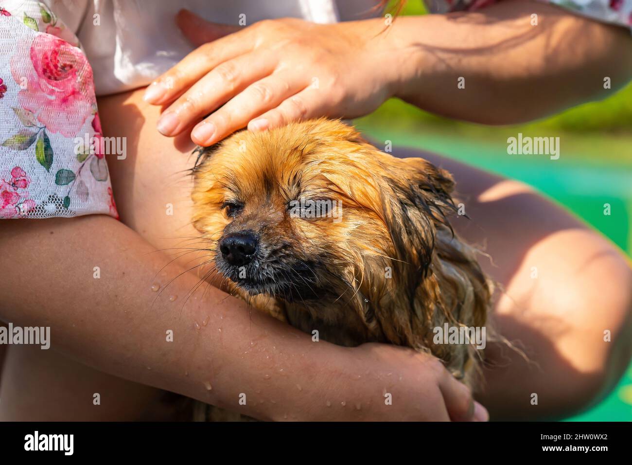 Nasser brauner pommerscher Hund steht im menschlichen Arm. Stockfoto