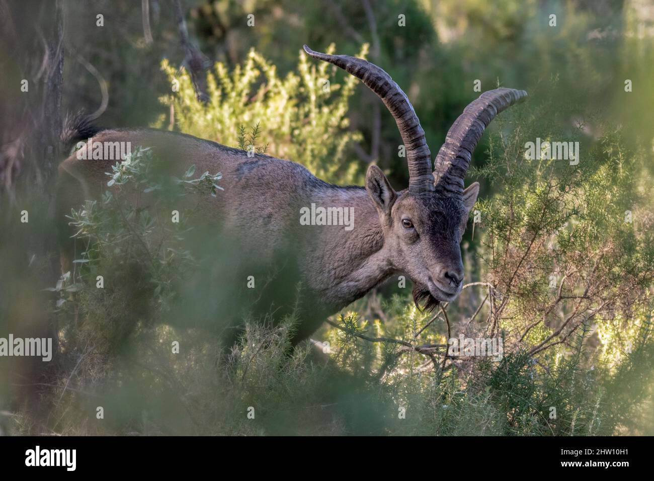 Südöstlicher spanischer Steinbock, Capra pyrenaica hispanica Stockfoto