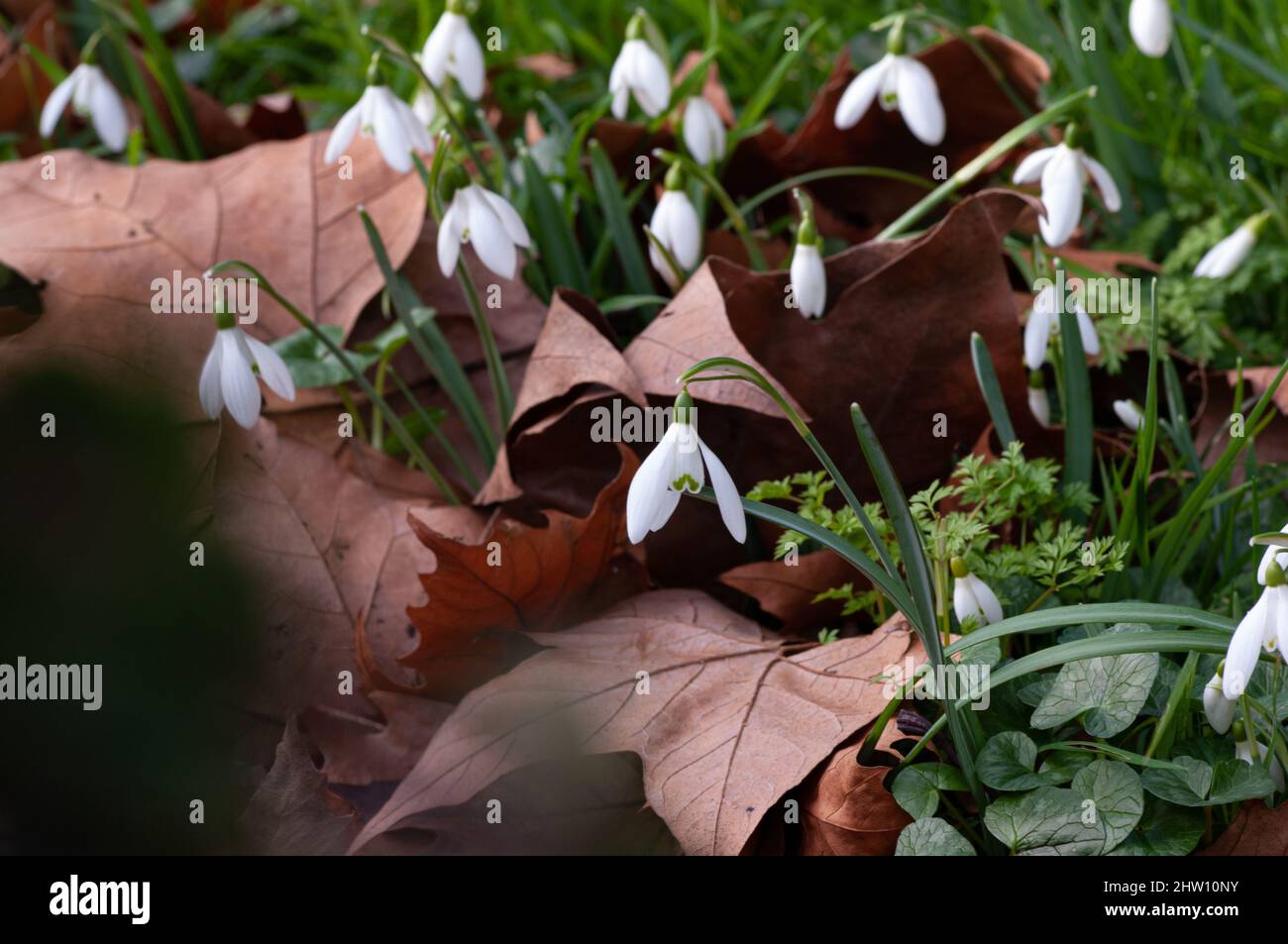Schneeglöckchen wachsen unter gefallenen Blättern im Winterkirchhof. Wissenschaftlicher Name Galanthus nivalis. Nahaufnahme im Erdgeschoss. Stockfoto