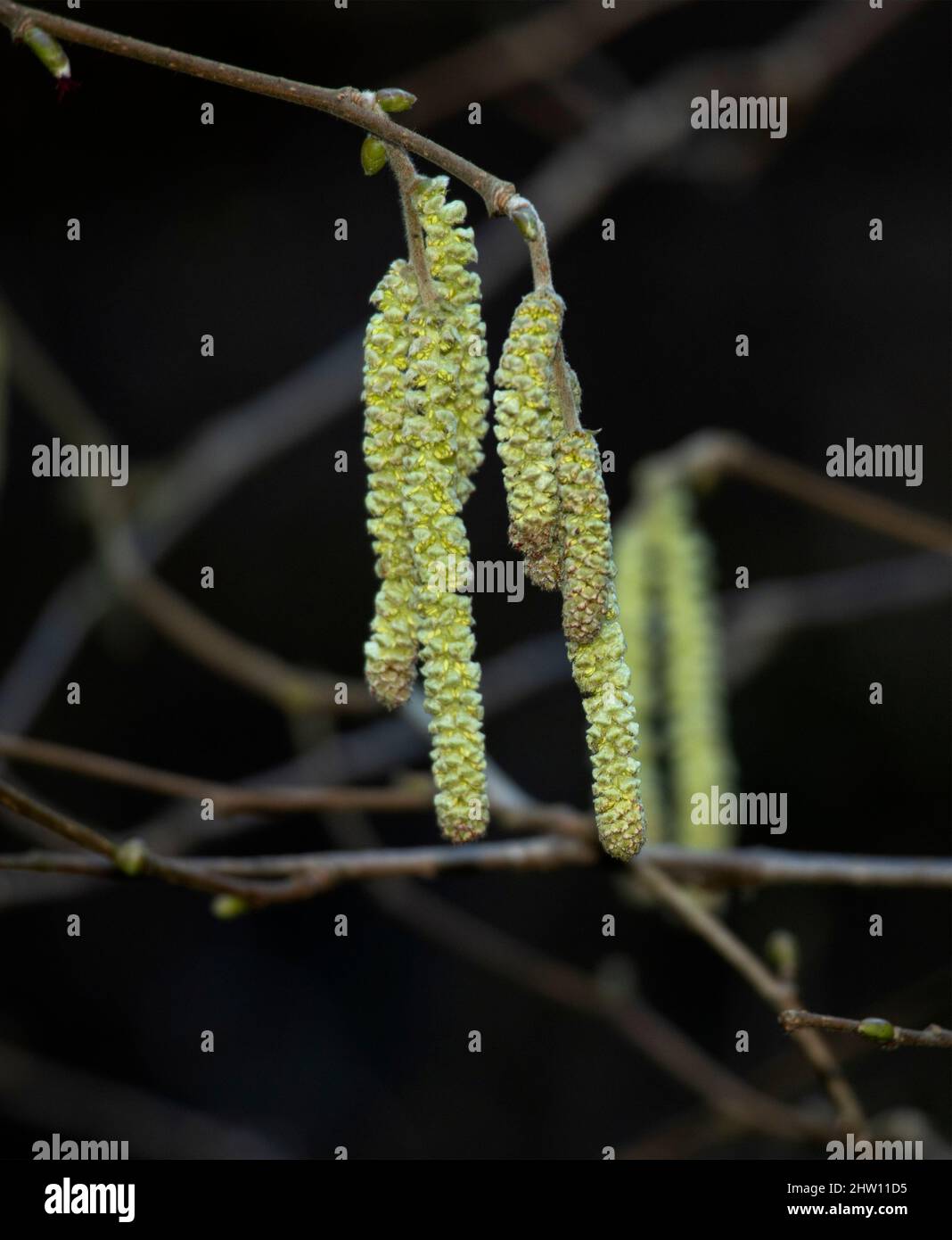 Da die Alderkatzen sehr früh im Jahr blühen, bevor die meisten Insekten aktiv sind, verlassen sie sich mehr auf die Ausbreitung ihres gelben Pollen durch den Wind. Stockfoto