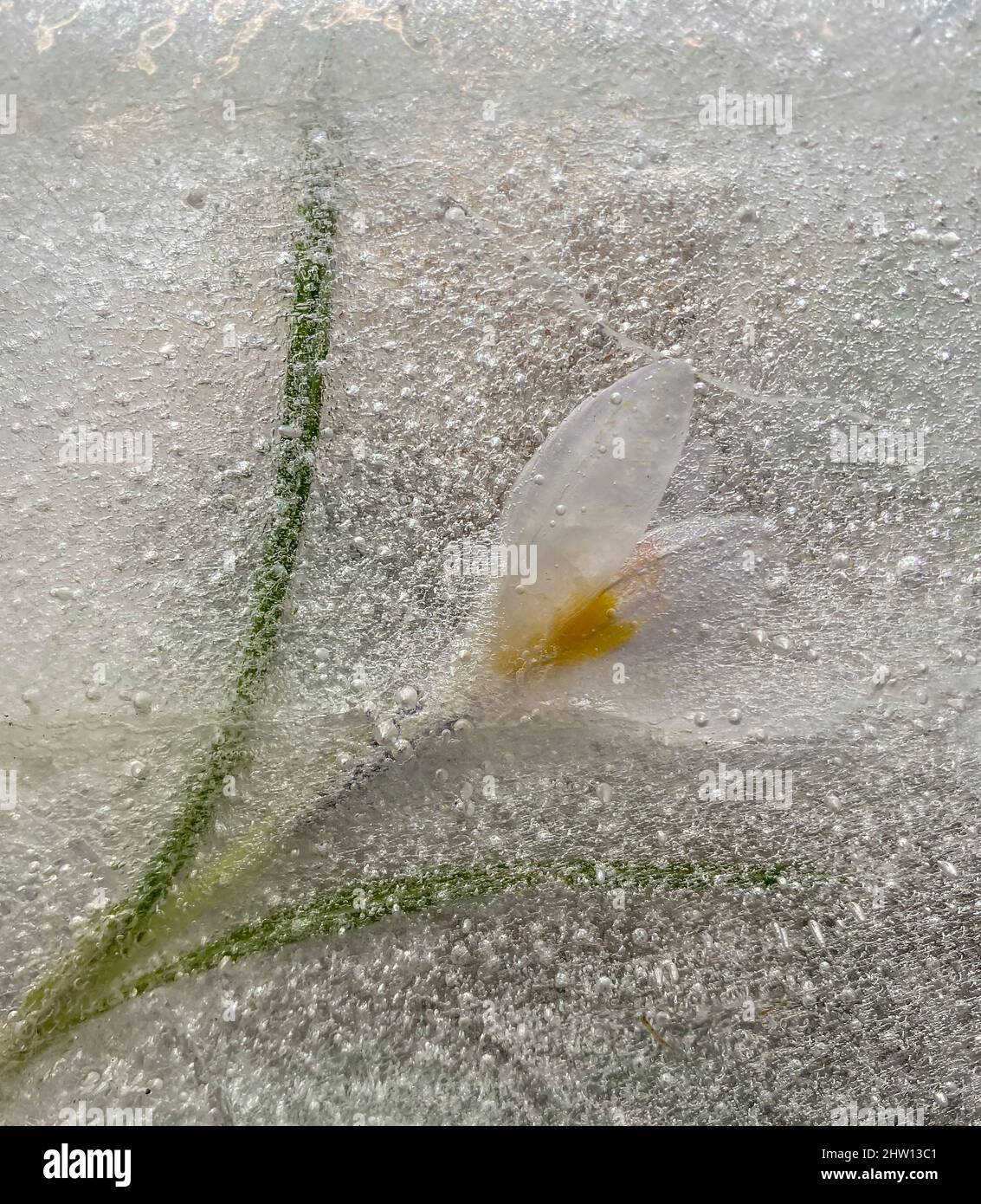 crocus im Eis abstrakt Stockfoto