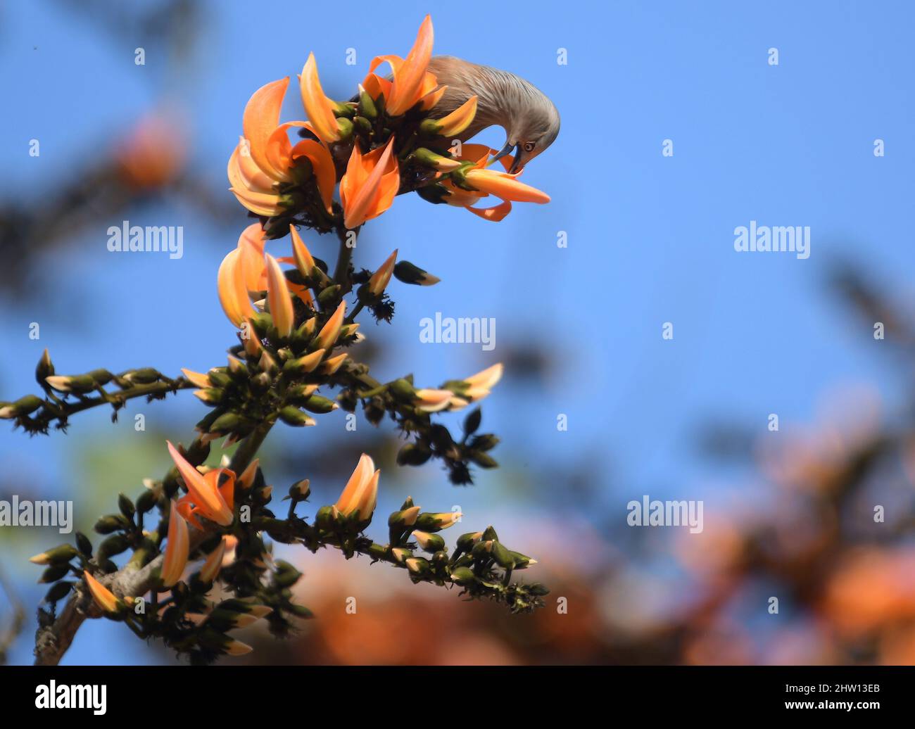 (220303) -- AGARTALA, 3. März 2022 (Xinhua) -- Ein Vogel sammelt Nektar aus Blumen am Stadtrand von Agartala, der Hauptstadt von Indiens nordöstlichem Bundesstaat Tripura, 3. März 2022. Der Weltnaturschutztag wird jedes Jahr am 3. März begangen, um das Bewusstsein für die wilden Tiere und Pflanzen der Welt zu schärfen. (Str/Xinhua) Stockfoto