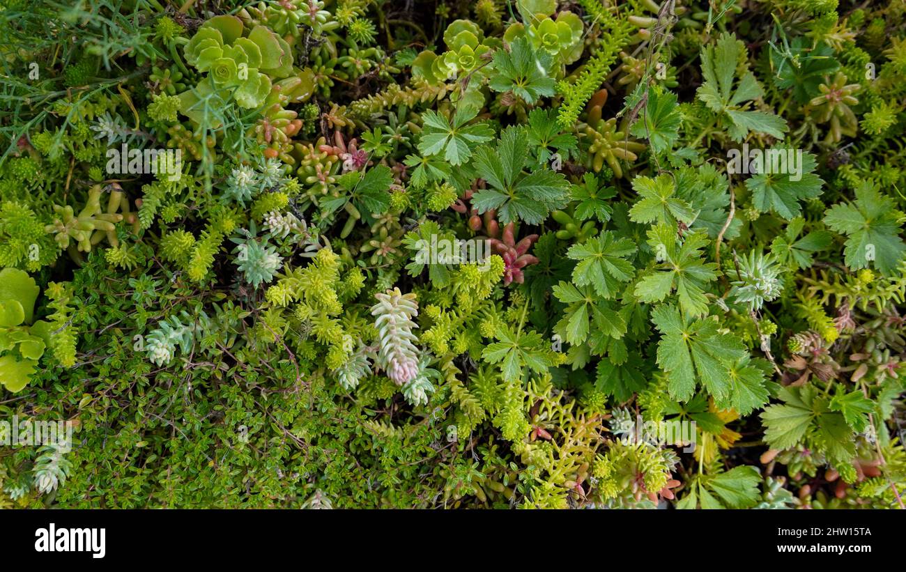 Vielfalt von grünen Sedum und Steinekrop für Bodenabdeckung Stockfoto