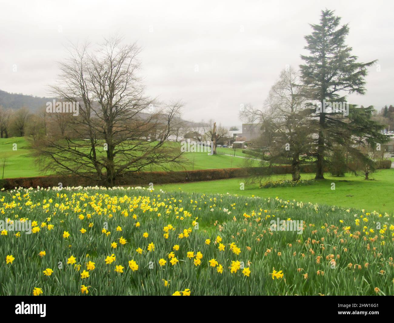 Ein Park am Rande der Stadt Bowness, im Lake District. Mit einem Feld von goldenen Narzissen in voller Blüte im Vordergrund Stockfoto