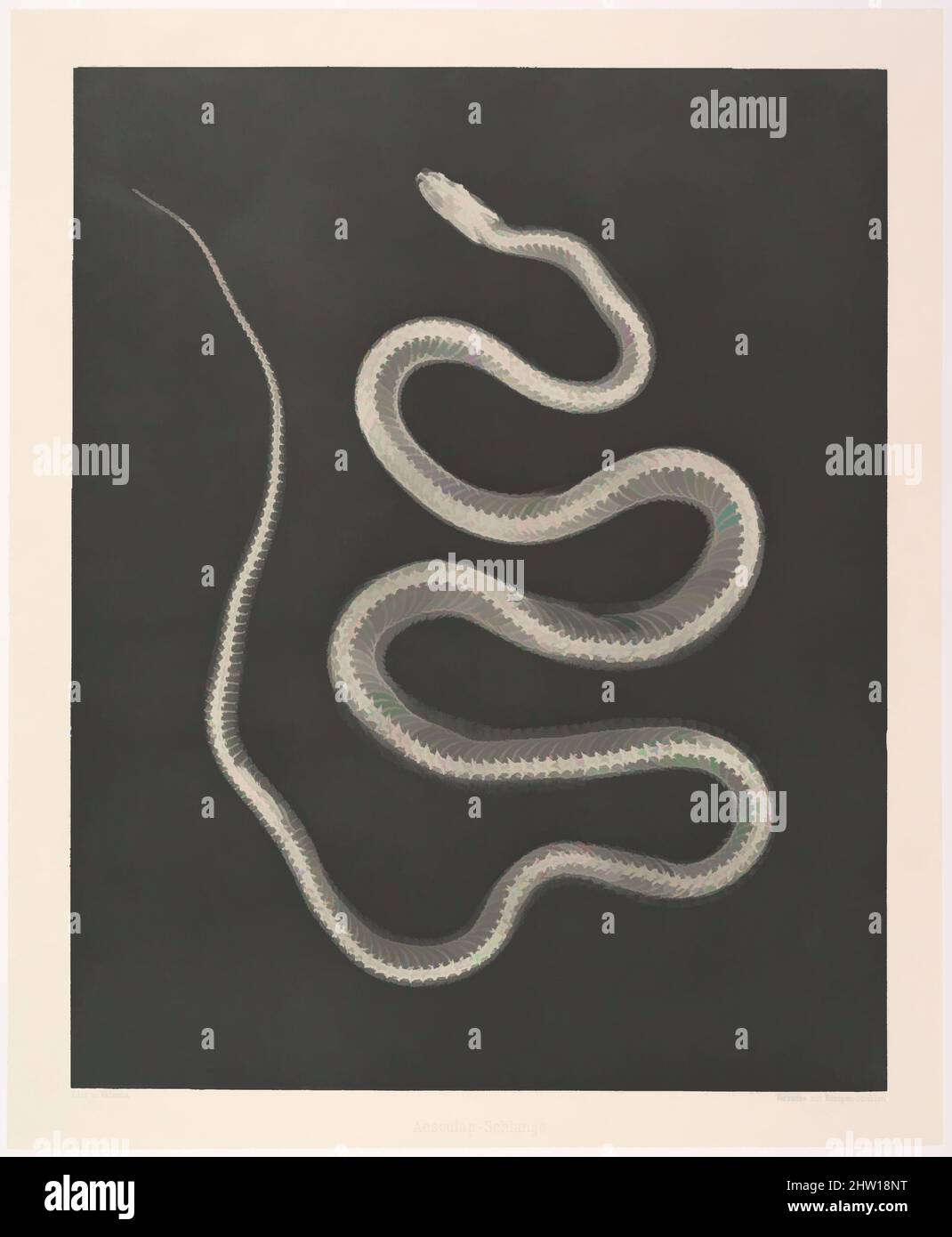 Art inspired by Aesculap-Schlange, 1896, Photogravure, Bild: 10 3/4 × 8 9/16 in. (27,3 × 21,7 cm), Fotografien, Josef Maria Eder (Österreicher, Krems an der Donau, 1855–1944 Kitzbühel) und Eduard Valenta (Österreicher, 1857–1937), Eder war Direktor eines Instituts für grafische Prozesse, Klassische Werke, die von Artotop mit einem Schuss Moderne modernisiert wurden. Formen, Farbe und Wert, auffällige visuelle Wirkung auf Kunst. Emotionen durch Freiheit von Kunstwerken auf zeitgemäße Weise. Eine zeitlose Botschaft, die eine wild kreative neue Richtung verfolgt. Künstler, die sich dem digitalen Medium zuwenden und die Artotop NFT erschaffen Stockfoto
