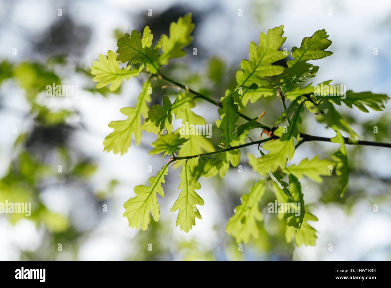 Der erste Frühling sanfte Blätter entfalten sich auf der Eiche Stockfoto