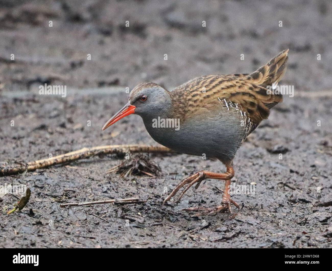 The Elusive Water Rail im Pennington Flash Country Park, Leigh Stockfoto