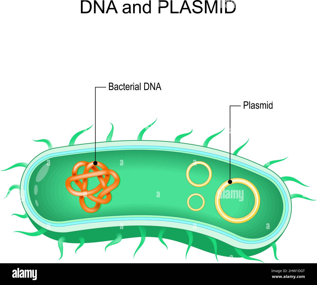 Bakterielle dna und Plasmid. Querschnitt von Bakterien mit einem kleinen extrakromosomalen dna-Molekül. Plasmide tragen Gene selektiven Vorteil und antibiot Stock Vektor