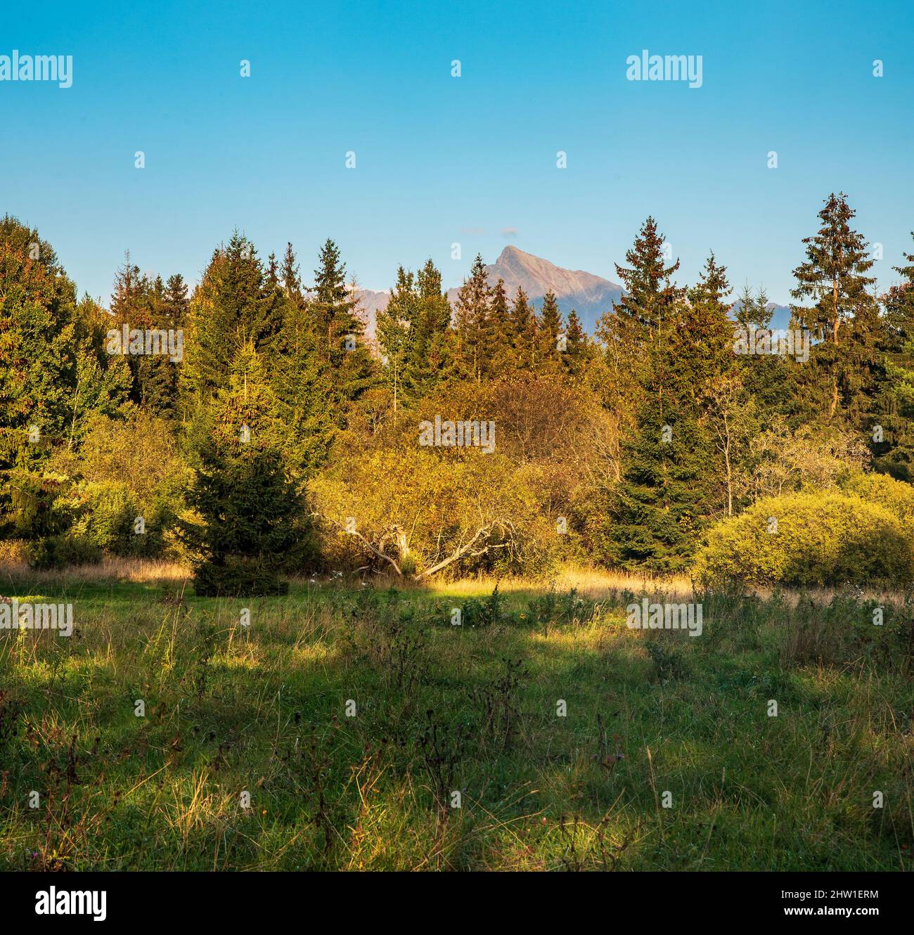 Krivan Berggipfel in Vysoke Tatry Berge von der Wiese in der Nähe von Pribylina Dorf in der